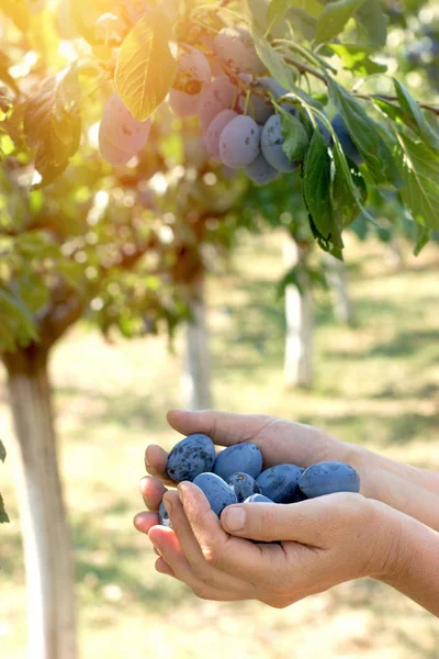 Bio szilva - bio szilva, kezében egy női farmer — Stock Fotó