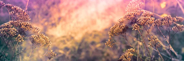 Сухой цветок и семена на лугу — стоковое фото
