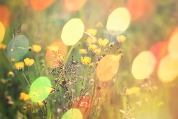 Beautiful meadow flower - buttercup flower — Stock Photo, Image