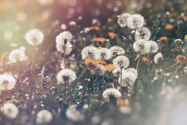 蒲公英的花和蒲公英的种子-蓬松吹球 — 图库照片