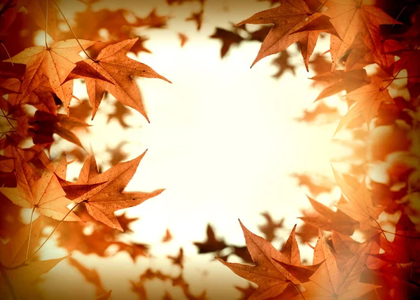 -秋に青々 とした葉の葉 — ストック写真