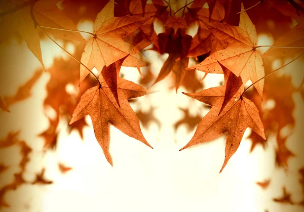 Otoño exuberante follaje - hojas de otoño — Foto de Stock