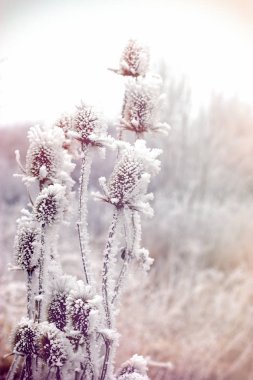 Morning fog and frost in the meadow clipart