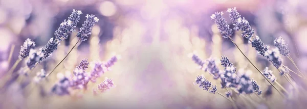 Foco seletivo na flor de lavanda — Fotografia de Stock