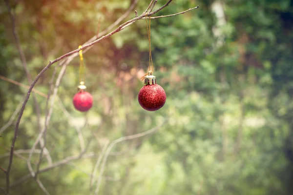 Röd julgranskula på gren utomhus — Stockfoto