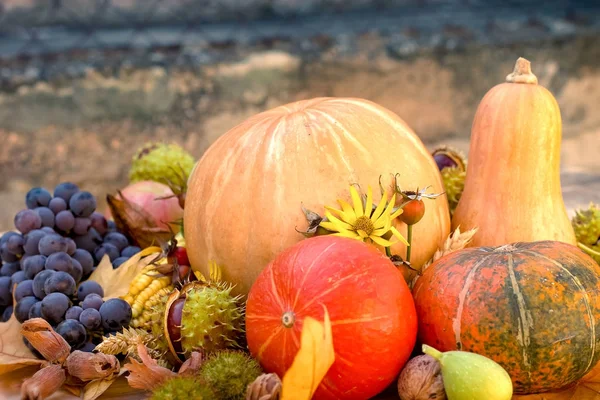 Autumn harvest - seasonal organic fruit and vegetable — Stock Photo, Image