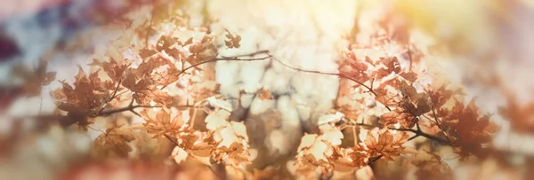 Gyllene färger hösten lämnar på gren belysta med solljus - solens strålar — Stockfoto