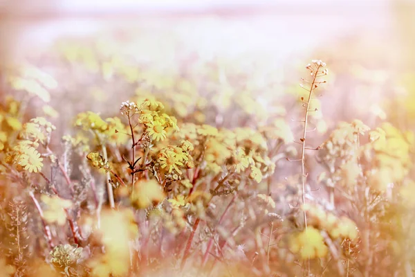 Flor amarilla (flores) en el prado — Foto de Stock