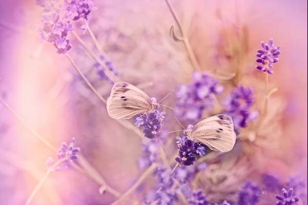 라벤더 라벤더 햇빛에 조명에 나비에 선택적 초점에 — 스톡 사진