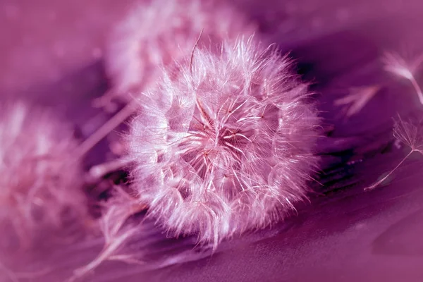 Dandelion seeds made with purple filter - selective focus on dandelion seeds