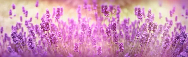 Selective focus on lavender flower, lavender flowers lit by sunlight in flower garden