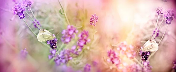 Focus Sélectif Sur Papillon Sur Lavande Éclairée Par Lumière Soleil — Photo