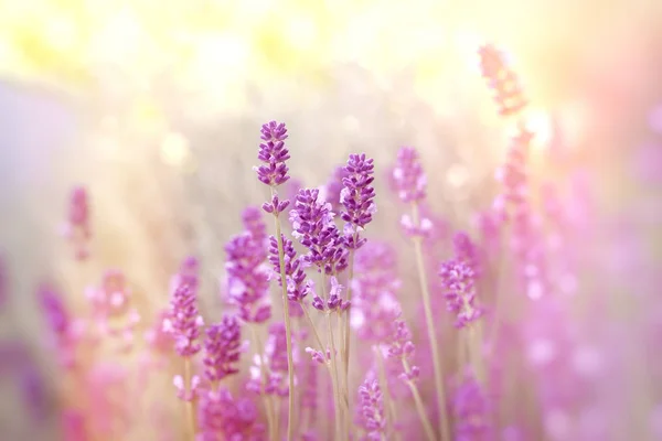 Soft Focus Lavender Flower Lavender Flowers Lit Sunlight — Stock Photo, Image