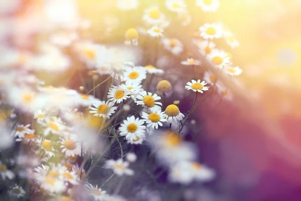 Beautiful Flowering Wild Chamomile Spring Beautiful Nature — Stock Photo, Image