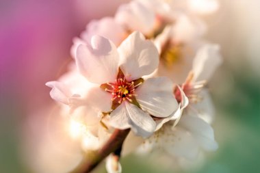 İlkbaharda çiçek açan, yakın çekim, güzel çiçekli güzel meyve çiçek