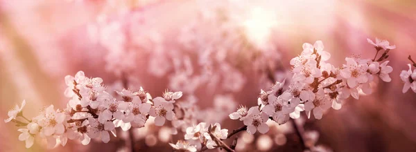 选择性专注于美丽开花 开花果树点燃的阳光 — 图库照片