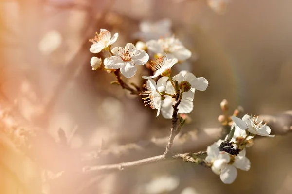 Çiçekli Meyve Ağacı Güneş Işığı Tarafından Yaktı Meyve Ağacının Dalını — Stok fotoğraf
