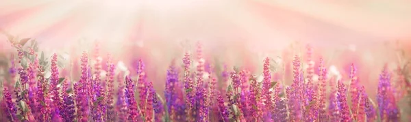 Focus Sélectif Doux Sur Les Fleurs Violettes Dans Prairie Printemps — Photo