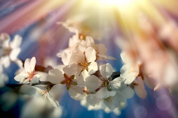Rozpoczyna Się Gałęzi Kwitnienia Kwitnący Owoców Drzewa Budzenie Się Przyrody — Zdjęcie stockowe