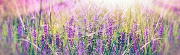 Purple Flower Spring Meadow Soft Selective Focus Purple Flowers — Stock Photo, Image