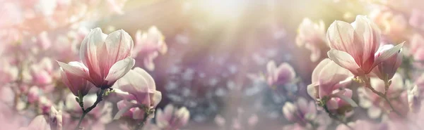 美丽的花 盛开的树 美丽的花 春天的木兰花枝条 — 图库照片
