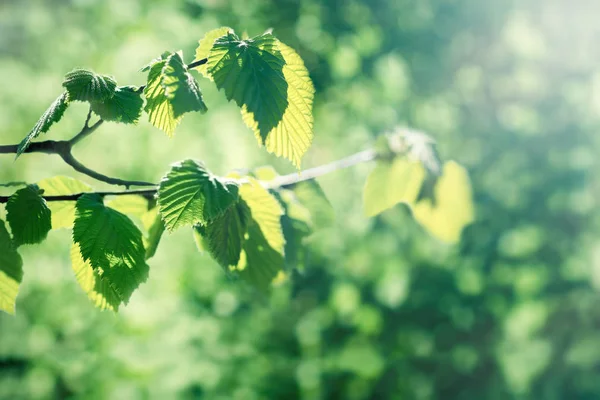 Jeunes Feuilles Printanières Sur Branche Printemps Nature Commence Réveiller — Photo