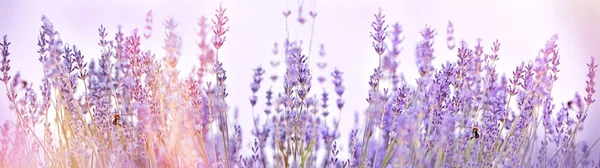 Selective Focus Lavender Flower Flower Garden Lavender Flowers Lit Sunlight — Stock Photo, Image