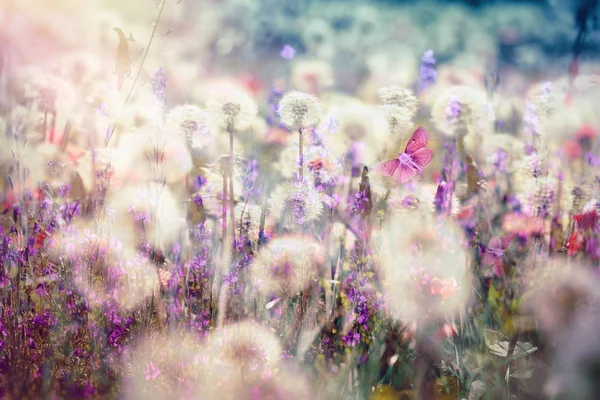 Bahar Karahindiba Tohum Kabarık Darbe Top Çayır Çiçek Güzel Manzara — Stok fotoğraf