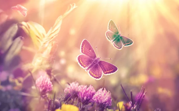 蝴蝶在三叶草的草甸开花 美丽的自然 秀丽在自然 — 图库照片