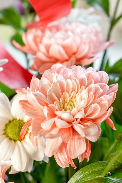 Orange Chrysanthemen Nahaufnahme Und Gänseblümchen Blume Schöner Blumenstrauß — Stockfoto