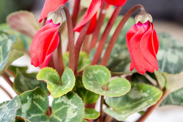 Cyclamen Bud Close Cyclamen Bunga — Stok Foto