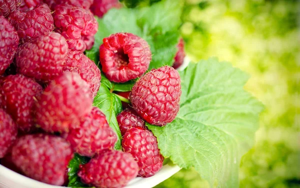 Frambuesa Orgánica Fresca Comida Vegetariana Alimentación Saludable — Foto de Stock