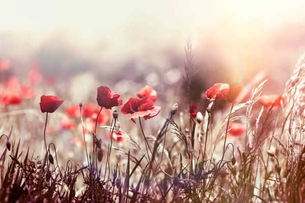 Selective Focus Purple Flower Meadow Beautiful Spring Flower Lit Sunlight — Stock Photo, Image