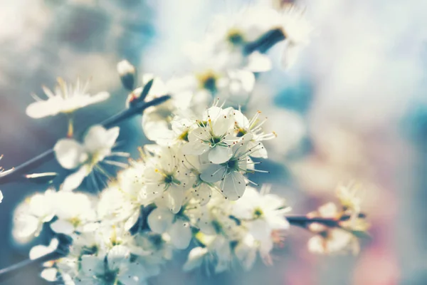 Цветущие Фруктовые Деревья Красивая Природа Весной — стоковое фото