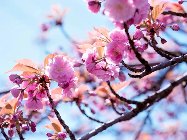 Çiçekli Japon Kiraz Ağacı Çiçek Açan Kiraz Ağacı Çiçekli Güzel — Stok fotoğraf