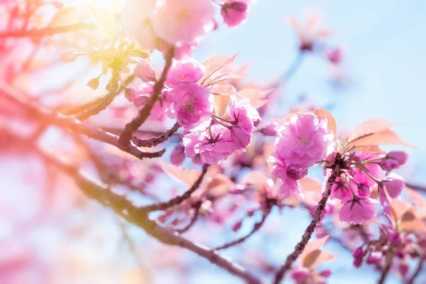 Japanese cherry tree lit by sunlight, flowering cherry tree - beautiful flowering, blooming Japanese cherry tree