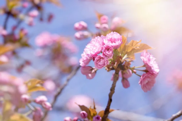 Kiraz Ağacı Güzel Doğa Bahar Dalı Çiçekli Japon Kiraz Ağacı — Stok fotoğraf