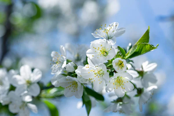 盛开的樱花树 春天的美丽自然 — 图库照片
