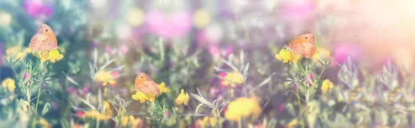有选择地专注于小蝴蝶 美丽的草甸在春天 美丽的风景 — 图库照片