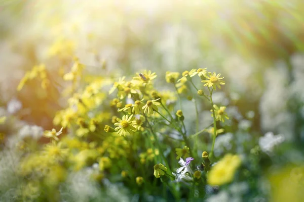Желтый Цветок Цветы Лугу Красивая Природа Весной — стоковое фото