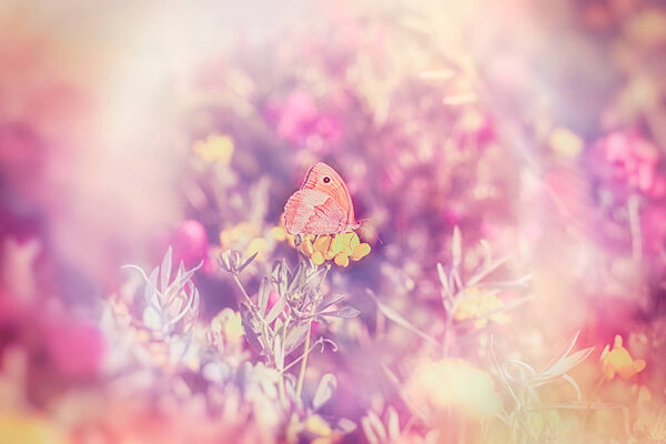 Soft focus on little butterfly - beautiful meadow in spring (beautiful landscape)