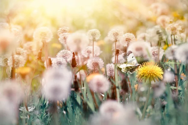 Selektiv Fokus Fjäril Och Maskros Blomma Vackra Naturen Våren — Stockfoto