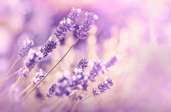 Weicher Fokus Auf Lavendelblüte Schöner Lavendel Blumengarten — Stockfoto