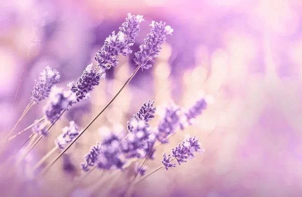 Lavanta Çiçeği Çiçek Bahçe Içinde Güzel Lavanta Yumuşak Odak — Stok fotoğraf