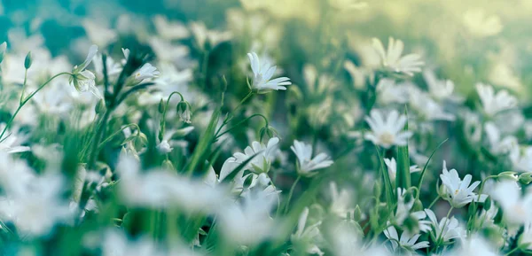 Bloei Van Witte Bloem Weide Bloei Het Voorjaar Prachtige Natuur — Stockfoto