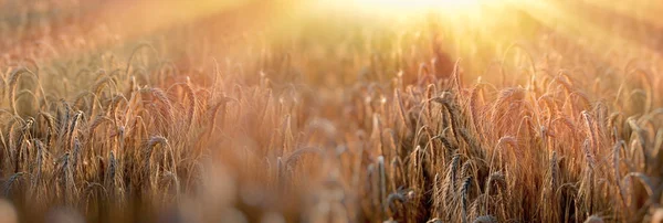 Sonnenuntergang Weizenfeld Später Nachmittag Weizenfeld Abenddämmerung Getreidefeld — Stockfoto