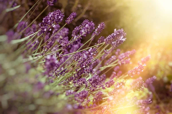 Enfoque Suave Flor Lavanda Hermosa Lavanda Jardín Flores Iluminado Por —  Fotos de Stock