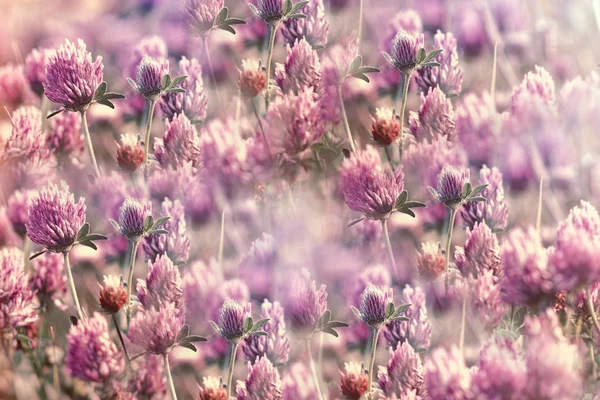 Meadow Red Clover Flowering Clover Spring Beautiful Nature Springtime — Stock Photo, Image