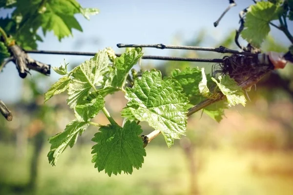 Виноград Виноградный Лист Весной Свежие Листья Винограда Виноградная Лоза — стоковое фото