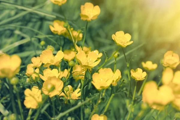 Желтый Цветок Лугу Цветок Лютик Траве — стоковое фото